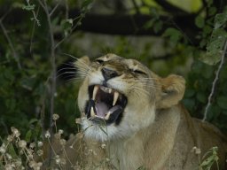 Western_Corridor_(Kirawira)2003-093